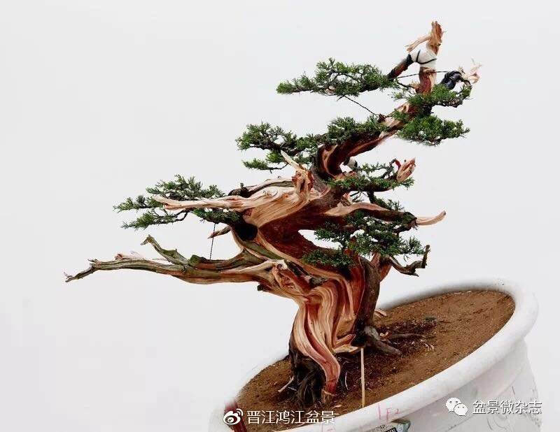 图解 如何制作设计真柏舍利干盆景