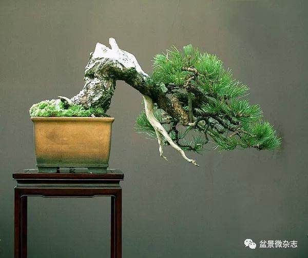 盆景制作原理离不开色相和构图的3点