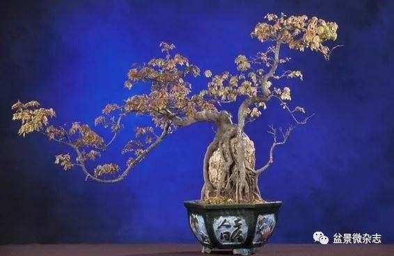 盆景制作原理离不开色相和构图的3点