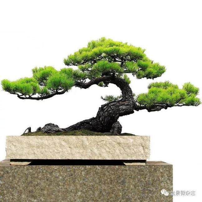 捆缚的盆景是否有违自然的原则？