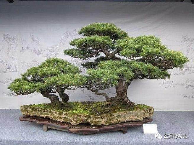 捆缚的盆景是否有违自然的原则？