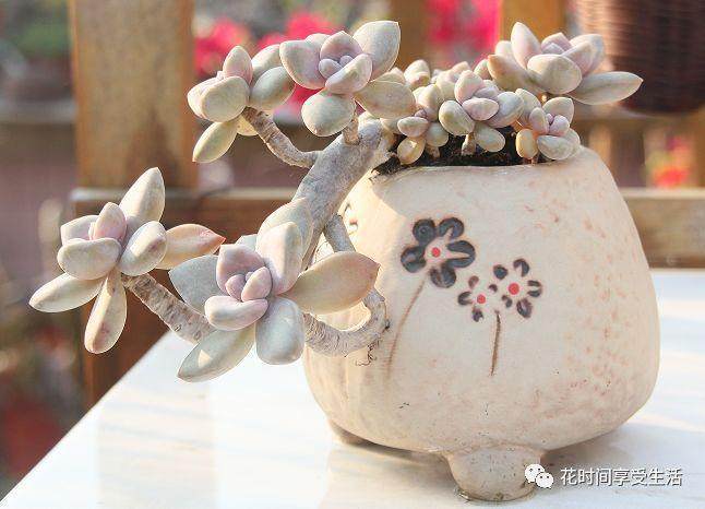 多肉老桩青苔盆景制作