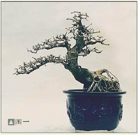 对节白蜡盆景《听雨》的制作过程