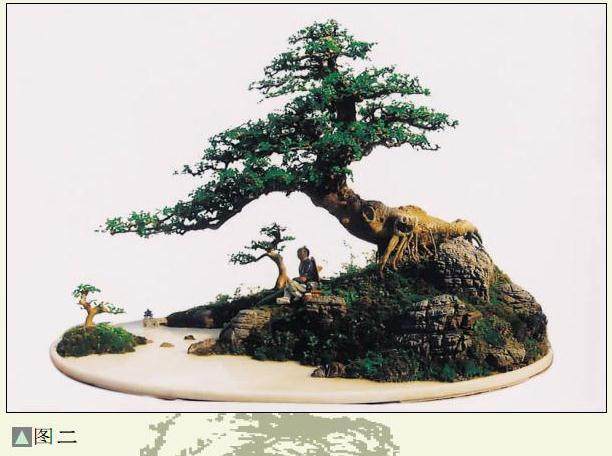 对节白蜡盆景《听雨》的制作过程