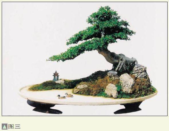 对节白蜡盆景《听雨》的制作过程