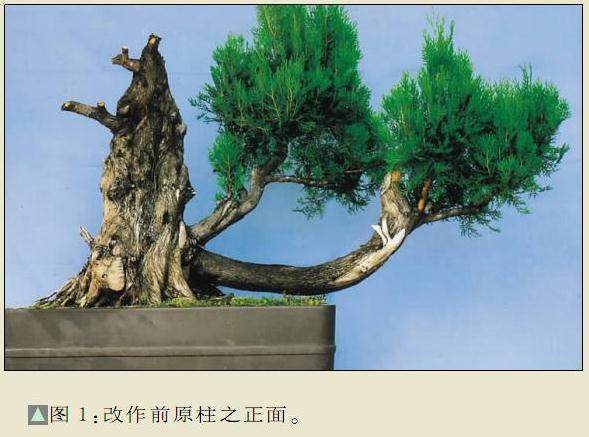 图解 侧柏盆景怎么制作的8个过程