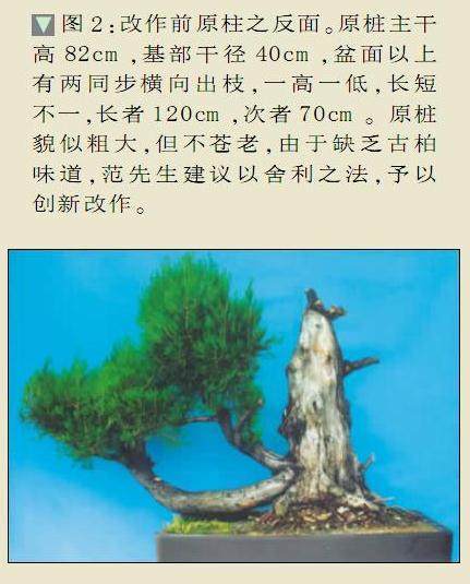 图解 侧柏盆景怎么制作的8个过程