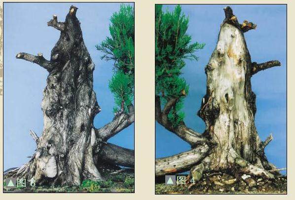 图解 侧柏盆景怎么制作的8个过程