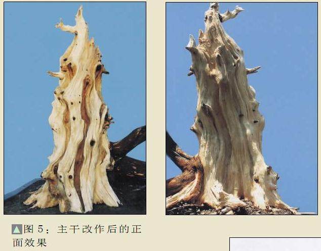 图解 侧柏盆景怎么制作的8个过程