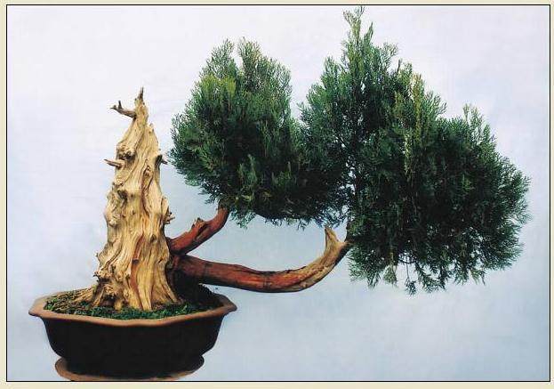 图解 侧柏盆景怎么制作的8个过程