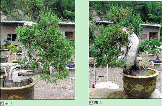 对刺柏盆景制作的一次尝试