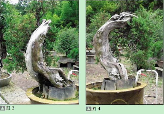 刺柏原桩经初作