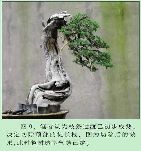 笔者认为枝条过渡己初步成熟