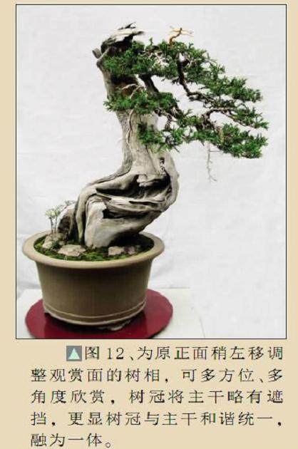 为原正面稍左移调整观赏面的树相