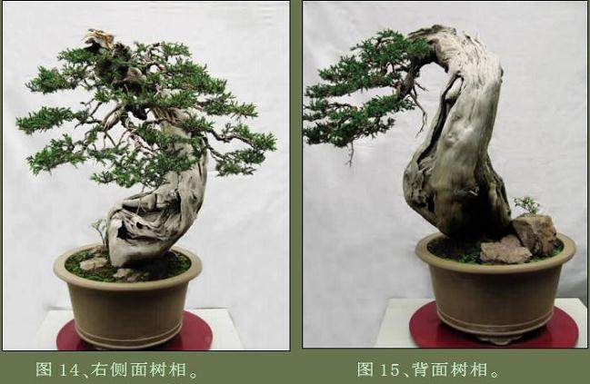 为翻盆并调整角度后的两侧面树相