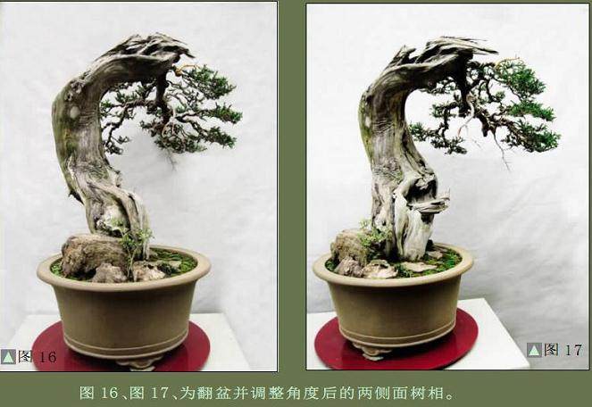 为翻盆并调整角度后的两侧面树相