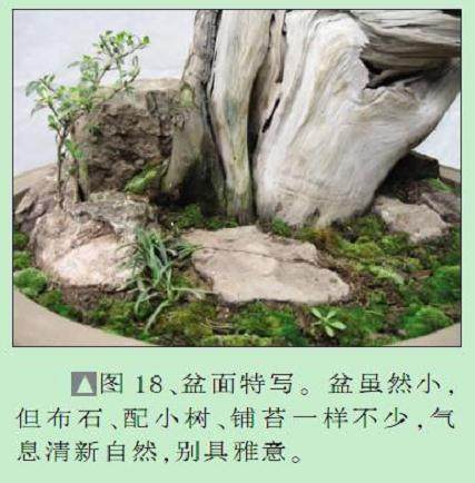 对刺柏盆景制作