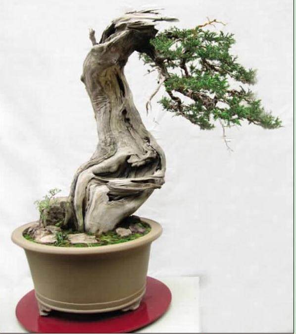 对刺柏盆景制作