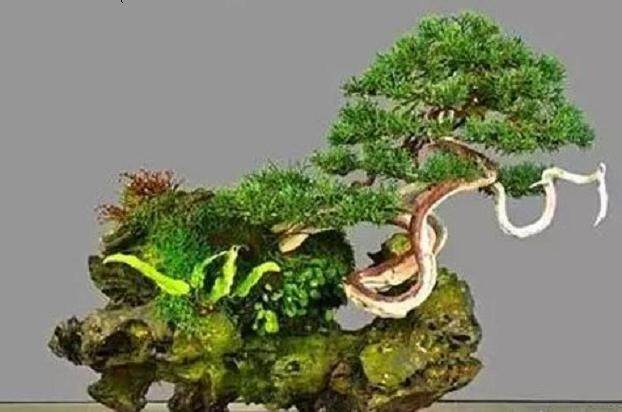 我们《花木盆景赏石版》是目前全国最好的盆景刊物