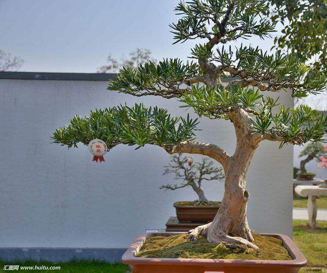 粗榧能作为嫁接罗汉松盆景的砧木吗？