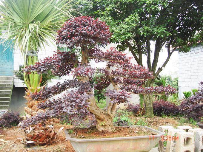 请问能否用白花继木桩来嫁接红花檵木?