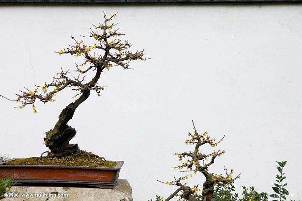 满枝的花蕾已经全部掉光请问这是什么原因造成