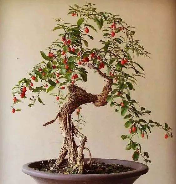 精品枸杞盆景的制作与养护管理