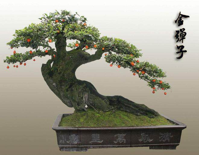 金弹子盆景为何不能正常开花结实