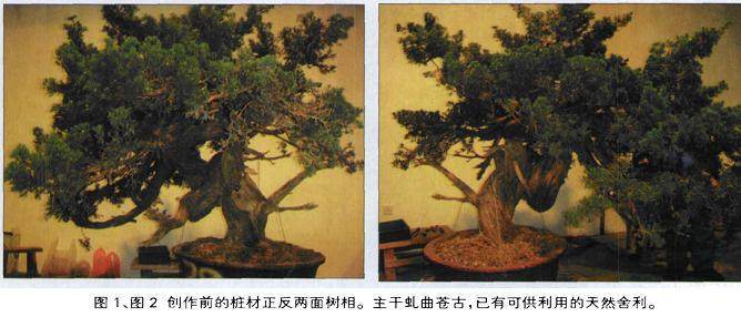 宝盛园演示柏树盆景的制作方法