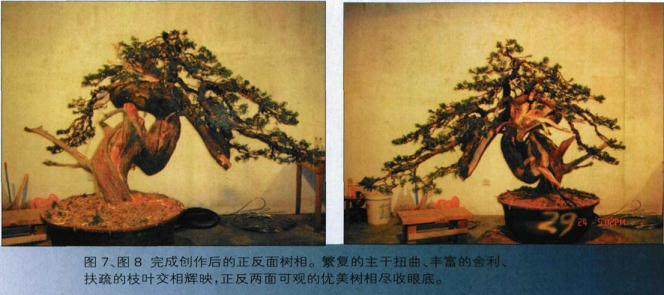 宝盛园演示柏树盆景的制作方法