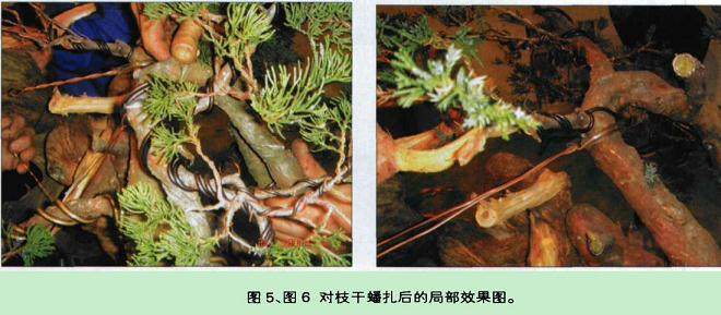 图解 宝盛园演示柏树盆景的制作方法