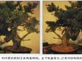 图解 宝盛园演示柏树盆景的制作方法