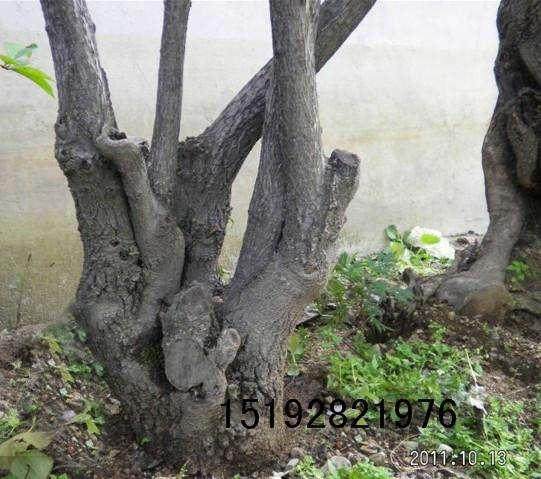 下山桩的切口处理不当 易造成植株新发枝头不到位