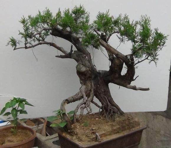 侧柏采桩、养桩需要注意哪些方面?