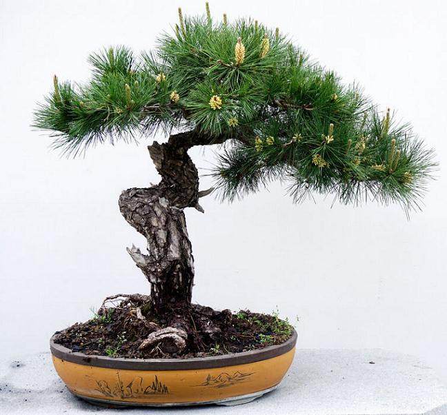 如何才能避免树桩盆景发芽不到位的问题?