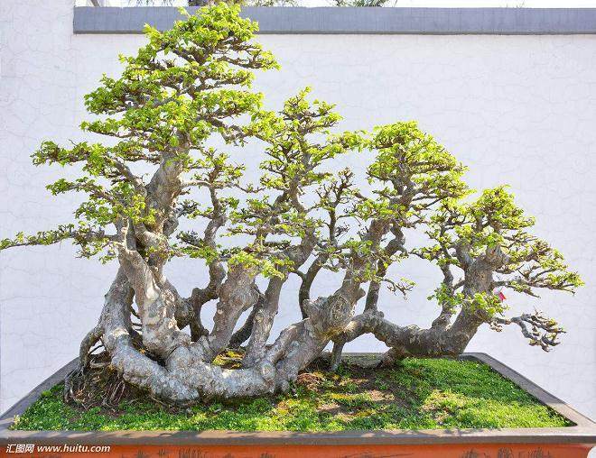 浅述我修剪榆树盆景的技巧