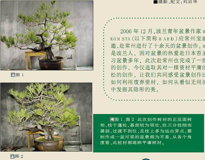 波兰盆景家演示黄山松的制作过程