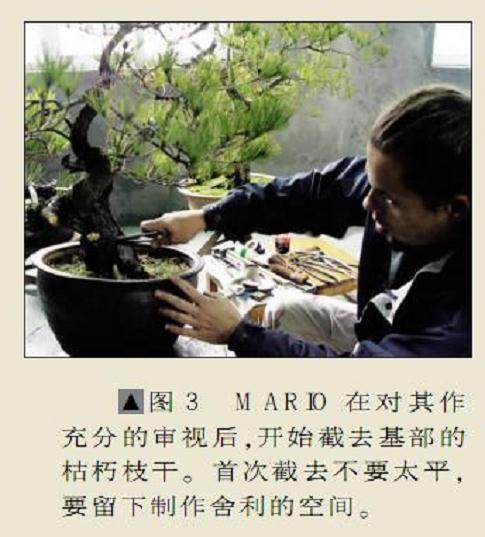 波兰盆景家演示黄山松的制作过程