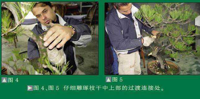 波兰盆景家演示黄山松的制作过程