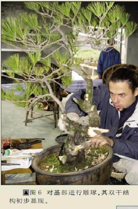 波兰盆景家演示黄山松的制作过程