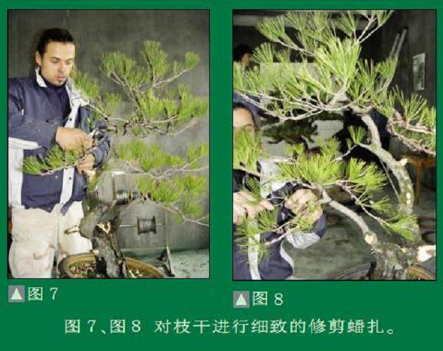 波兰盆景家演示黄山松的制作过程