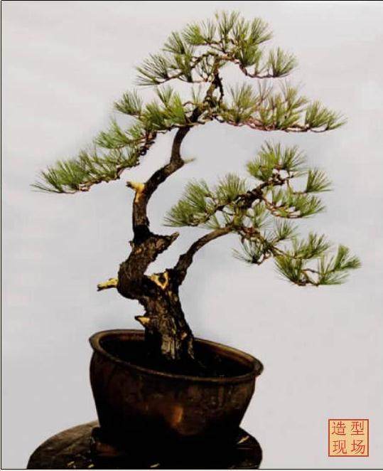 波兰盆景家演示黄山松的制作过程