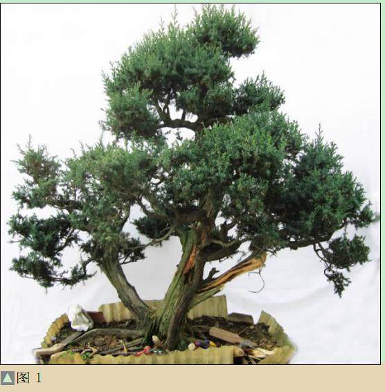 图解 一次对刺柏盆景桩的初次制作