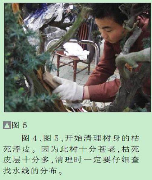 图解 一次对刺柏盆景桩的初次制作