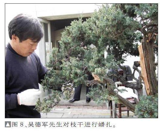 图解 一次对刺柏盆景桩的初次制作