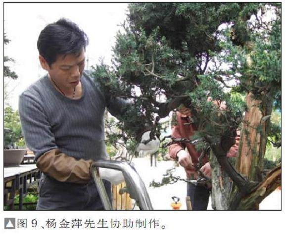 图解 一次对刺柏盆景桩的初次制作