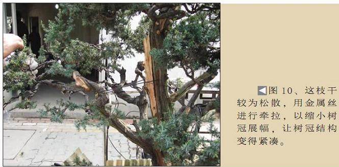 图解 一次对刺柏盆景桩的初次制作
