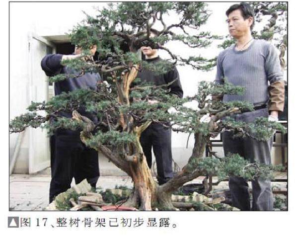 图解 一次对刺柏盆景桩的初次制作