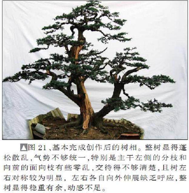 图解 一次对刺柏盆景桩的初次制作