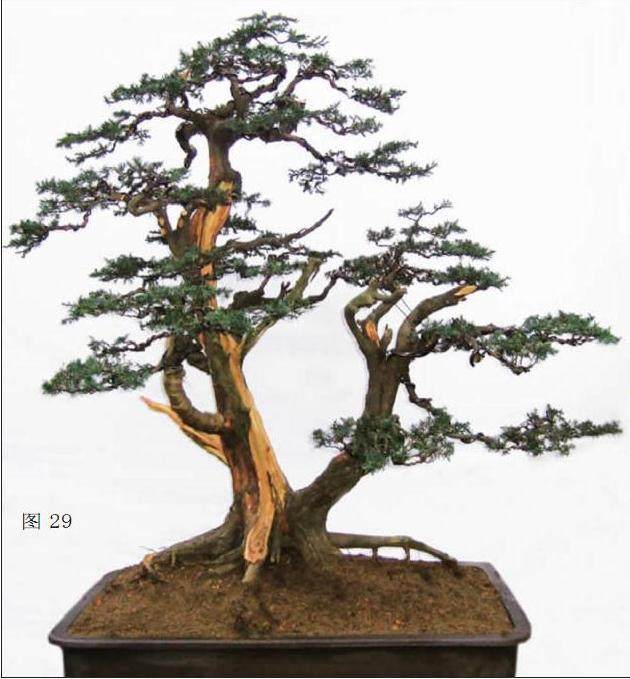 图解 一次对刺柏盆景桩的初次制作